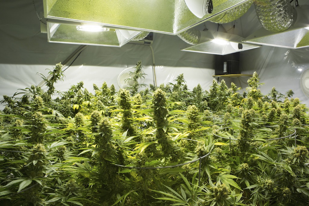 What’s in the Basement? A Closer Look at Marijuana Grow-Op Homes in Calgary