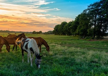 Explore the Charm of Rural Living on a Calgary Acreage